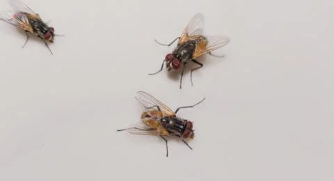 Common house fly macro shot. Stock Photos