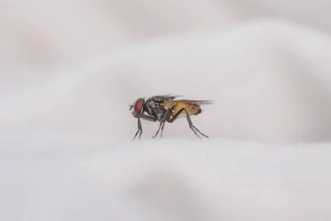 Common house fly macro shot. Stock Photos