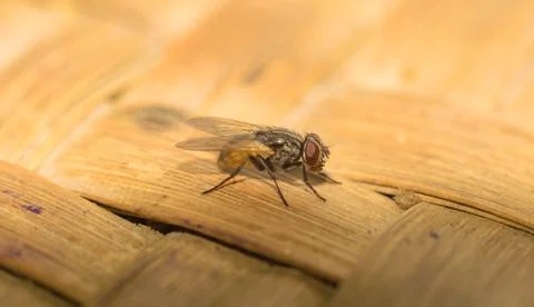 Common house fly macro shot. Stock Photos