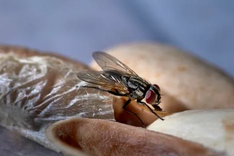 Common House Fly Stock Photos