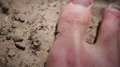 Common House Fly Resting on Bare Human Foot in Sandy Outdoor Dirt Video stock 342766173