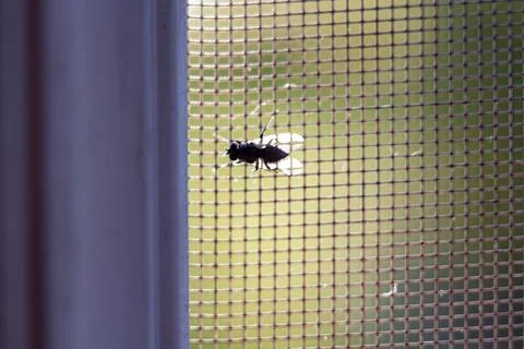 Common house fly sitting on a window mesh screen in daylight Stock Photos
