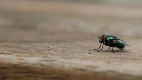 Common house fly takes off Stock Footage 8368450