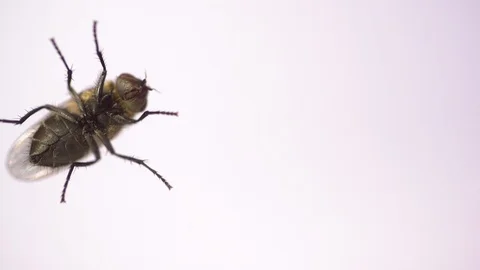 Common house fly walking past frame in slow motion 스톡 동영상 119310265