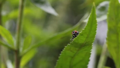 Common house fly washing itself Stock Footage 8382506