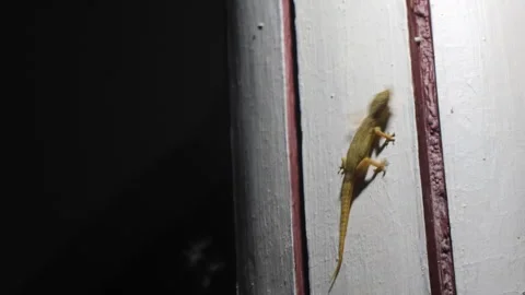 Common house gecko catching insects Stock Footage 278279760