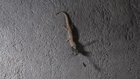 A common house gecko Stock Footage 319998630