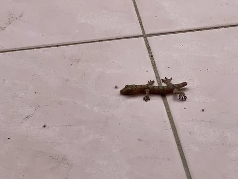 Common House Gecko Without a Tail on the Floor Stock Photos