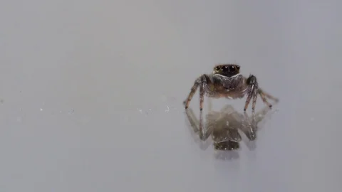Common house jumping spider on a clear glass mirror surface, moving slowly Video stock 80267324