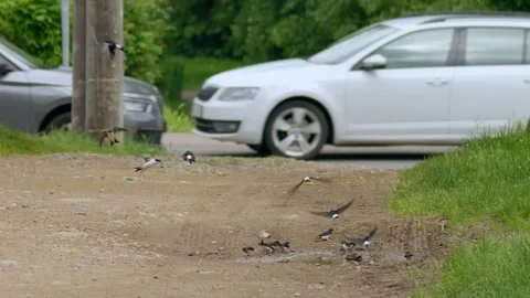 Common house martin (Delichon urbicum) collecting mud in the city Stock Footage 244330341