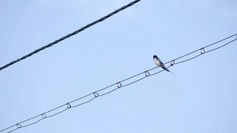 Common house martin on a wire Stock Footage 89604256
