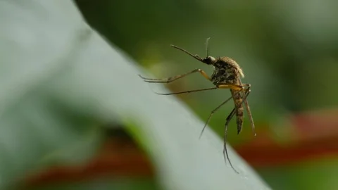 Common house mosquito (Culex pipiens), resting and flying off, 4K, P2240P2240554 Stock Footage