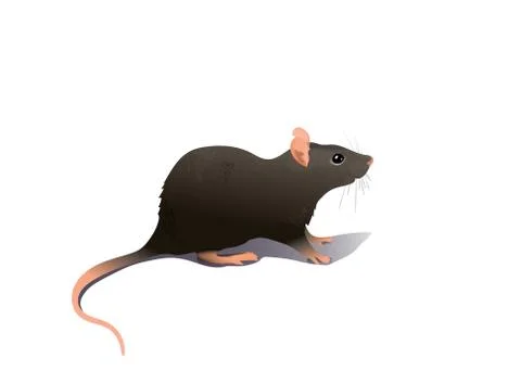 Common house mouse isolated on white background Stock Illustration