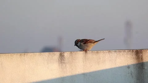 A common House Sparrow perches on a wall, eating its breakfast. Stock Footage 317867428