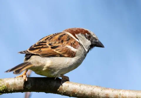 Common house sparrow sitting on a tree. Stock Photos