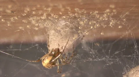 Common house spider Stock-Footage 64803845