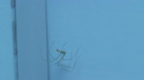 Common House spider spinning around Stock Footage 60965358