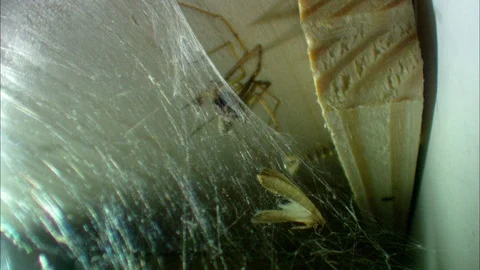 Common House Spider on web with moth Video stock 95600570