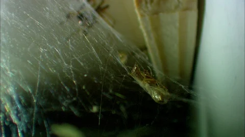Common House Spider on web with moth from above Stock Footage 95655106