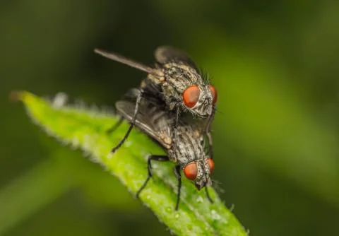 Common houseflies mating Stock Photos