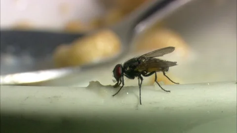 Common Housefly feeding 動画素材 95600509