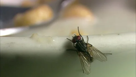 Common Housefly feeding Video stock 95655017