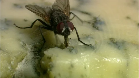 Common Housefly feeding with proboscis Video stock 95600517