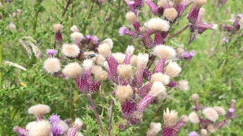 A common housefly sits on a Creeping Thistle flower Stock Footage 245424323
