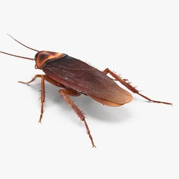Common Household Cockroach 3D Model