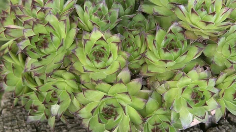 Common houseleek Stock Footage 107427841