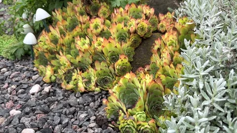 The common houseleek in the garden Stock Footage 247435640
