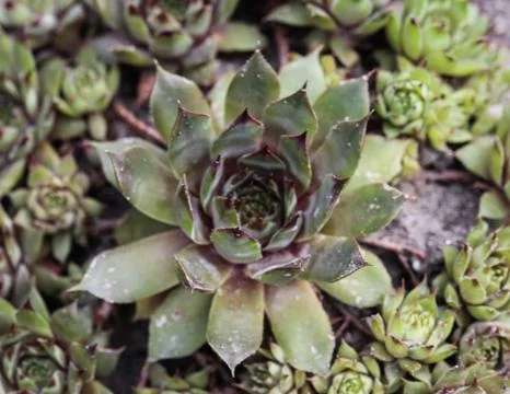 Common houseleek or Hen and Chicks (Sempervivum Red Ace) Stock Photos