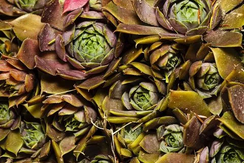 Common houseleek Stockfoto's