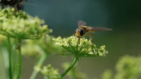Common hoverfly Stock Footage 321537861