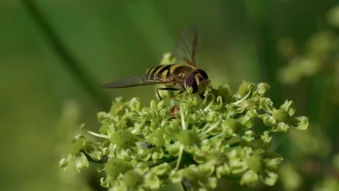 Common hoverfly Stock Footage 321537925