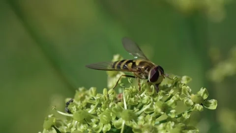 Common hoverfly Stock Footage 321537945