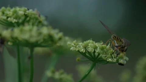 Common hoverfly Stock Footage 321538193