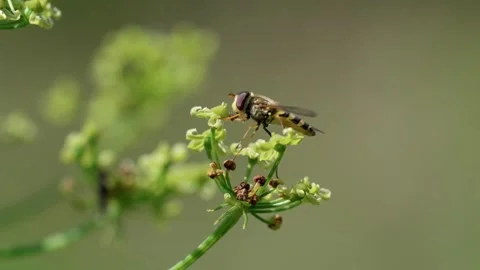Common hoverfly Stock Footage 321538216