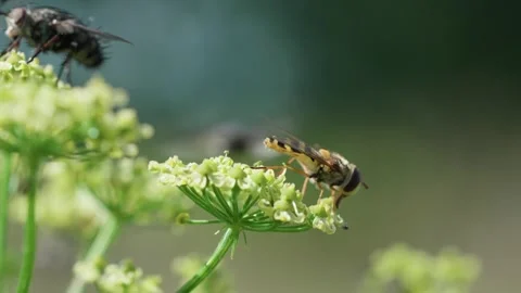 Common hoverfly Stock Footage 321538480