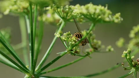 Common hoverfly Stock Footage 321538504