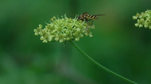 Common hoverfly Stock Footage 321538535