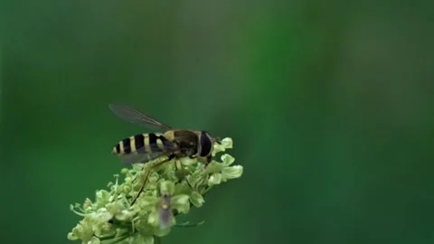 Common hoverfly Stock Footage 321538648
