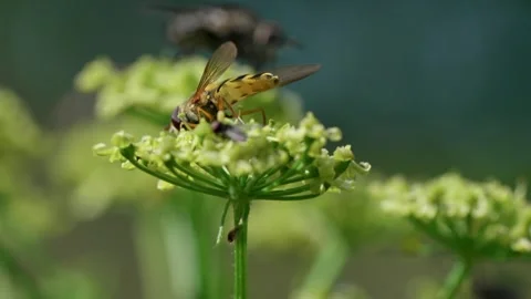 Common hoverfly Stock Footage 321538843