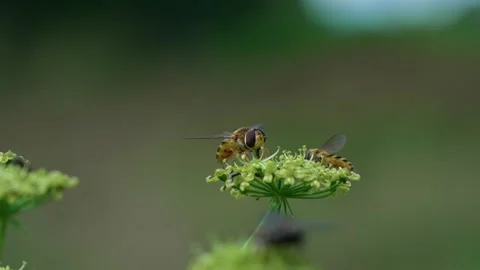 Common hoverfly Stock Footage 321538942