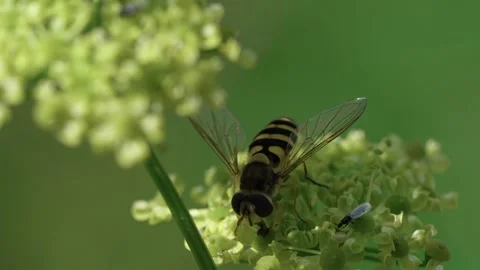 Common hoverfly Stock Footage 321539032