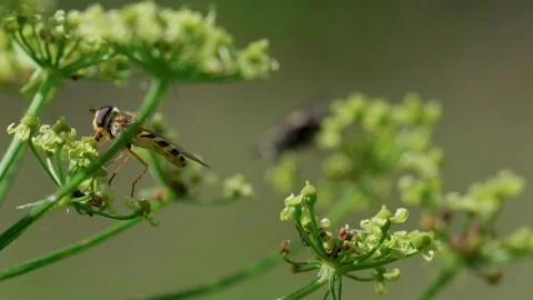 Common hoverfly Stock Footage 321539148