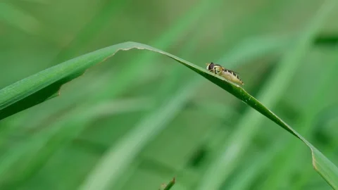 Common hoverfly hoverfly species Stock Footage 325510133