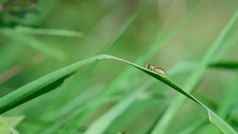Common hoverfly hoverfly species Stock Footage 325510170