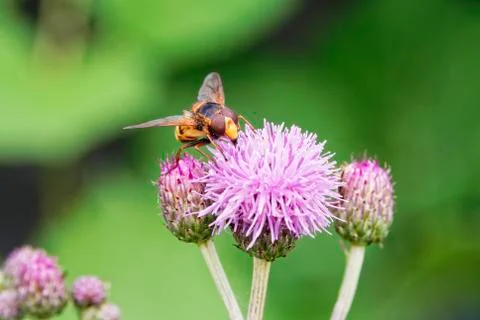 A common Hoverfly looking for pollen on a thistle Stockfoto's