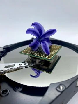 Common hyacinth flower on a processor staying on silver hard disk plate close Stock-Fotos